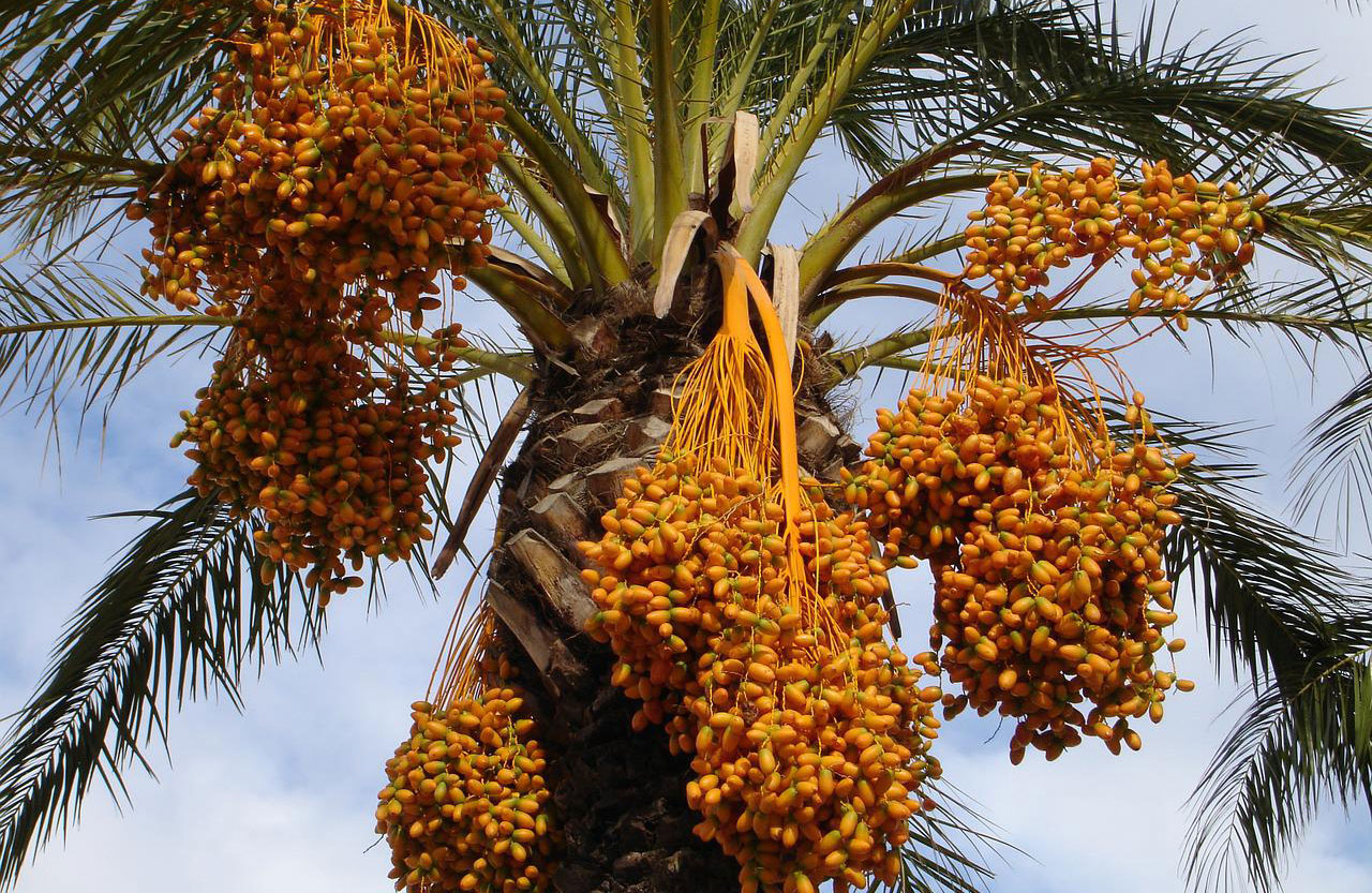 date palm