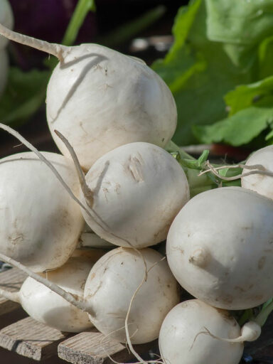 Kohlrabi turnip