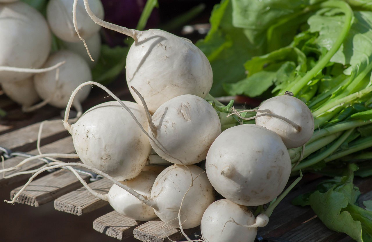Kohlrabi turnip